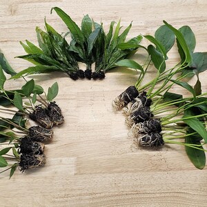 Centerpiece Bundle - 20-40 Gallon Tanks Our Choice Live Aquarium Aquatic Plants, Free Shipping, Buy 2 Get 1 Free image 10