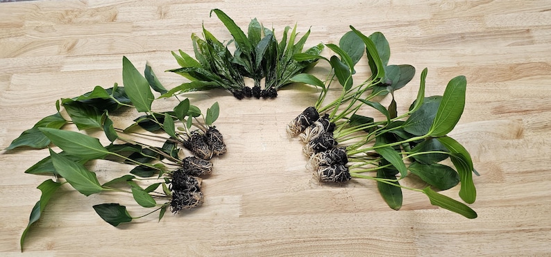 Centerpiece Bundle - 20-40 Gallon Tanks Our Choice Live Aquarium Aquatic Plants, Free Shipping, Buy 2 Get 1 Free image 10