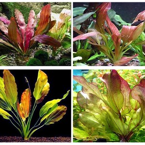 Amazon Sword Echinodorus Red Rose Low-Maintenance Aquatic Plants Live Aquarium Plants Easy To Care Fish Friendly Free Shipping image 6