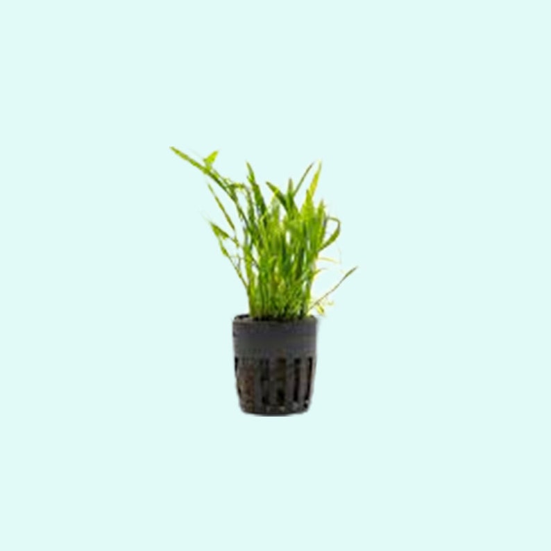 Helanthium Tenellum Echinodorus Pot Live Aquarium Plants Long Lasting & Easy to Care Plants Free Shipping BUY 2 GET 1 FREE image 2
