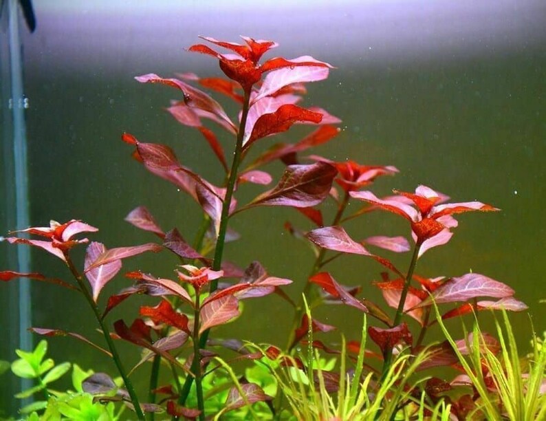 Ludwigia Repens super Red Mini Live Aquarium Aquatic Plants Etsy
