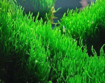 Flame Moss Taxiphyllum Tissue Culture - Live Aquatic Plants, Pest Free, Snail Free, Lab Grown, Buy 2 Get 1 Free
