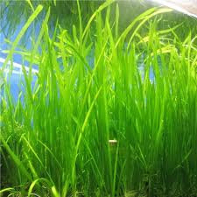 18 Jungle Vals Italian Val Vallisneria Live Aquarium Plants BUY 2 GET 1 FREE image 5