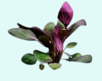 Dwarf Cardinal Lobelia - Vibrant Live Aquarium Plant - Easy Freshwater Foliage - BUY 2 GET 1 FREE