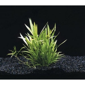 Helanthium Tenellum Echinodorus Pot Live Aquarium Plants Long Lasting & Easy to Care Plants Free Shipping BUY 2 GET 1 FREE image 5