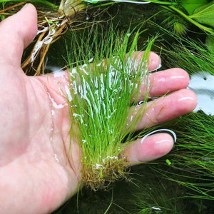 Hairgrass Eleocharis Vivipara BEGINNER Live Aquarium Plants Fresh Water Aquatci Grass Buy2 Get1 Free Free Shipping image 5