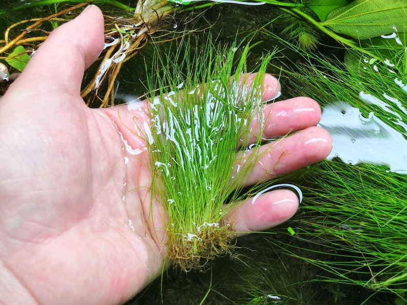 Hairgrass Eleocharis Vivipara BEGINNER Live Aquarium Plants Fresh Water Aquatci Grass Buy2 Get1 Free Free Shipping image 5