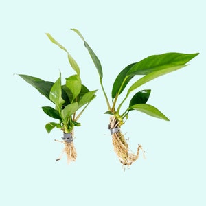 Anubias Afzelii Large Live Aquarium Plants Promote High Water Quality & Easy to care BUY 2 GET 1 FREE Free Shipping image 4