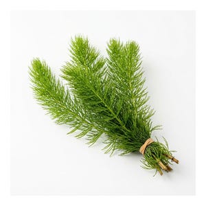 Hornwort Aquarium Plant Bunch: Easy-Maintain Oxygenator, Fast Growing, Buy 2 Get 1 Free
