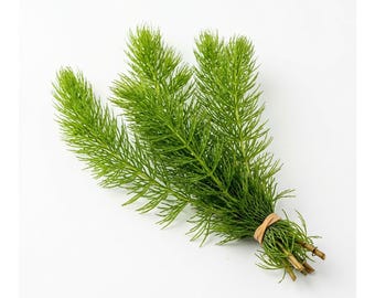 Hornwort Aquarium Plant Bunch: Easy-Maintain Oxygenator, Fast Growing, Buy 2 Get 1 Free