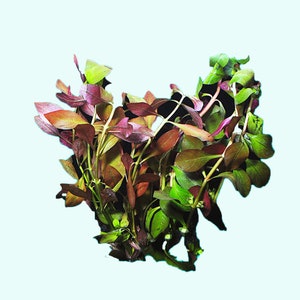 Ludwigia Repens (Dark Red) Bunch | Live Aquarium Plants | Easy to Care and Long Lasting Plants | BUY 2 GET 1 FREE | Free Shipping