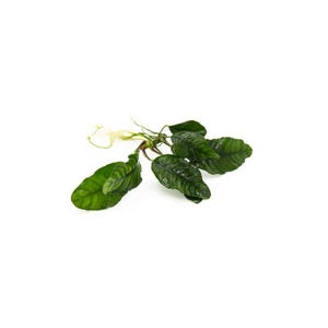 Anubias Barteri Coffeefolia: Live Aquarium Plant - BUY 2 GET 1 FREE