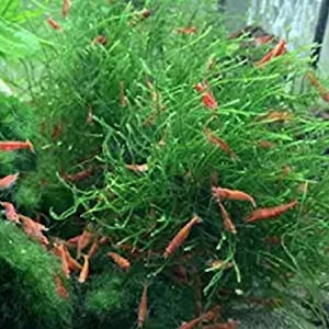 Java Moss Taxiphyllum Barbieri: Live Aquarium Plant for Fish Tanks, Freshwater Decor, Free Shipping - BUY 2 GET 1 FREE