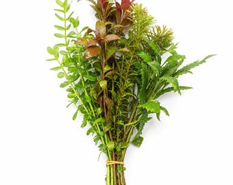 Assorted Live Aquarium Plants Bundle, Freshwater Fish Tank Decoration, Mixed Aquatic Flora, Buy 2 Get 1 Free