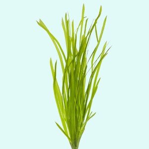 Buy 2 Get 1 Free - 6 Vallisneria Spiralis Italian Aquarium Plants | Freshwater Tropical Fish Tank Decor