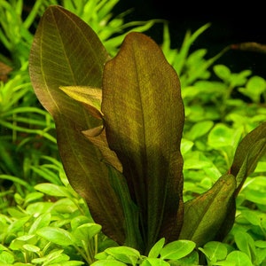 Amazon Sword Echinodorus Kleiner Bar BEGINNER Live Aquarium Plants Fresh Water Aquariym Plants Buy2 Get1 Free Free Shipping image 10