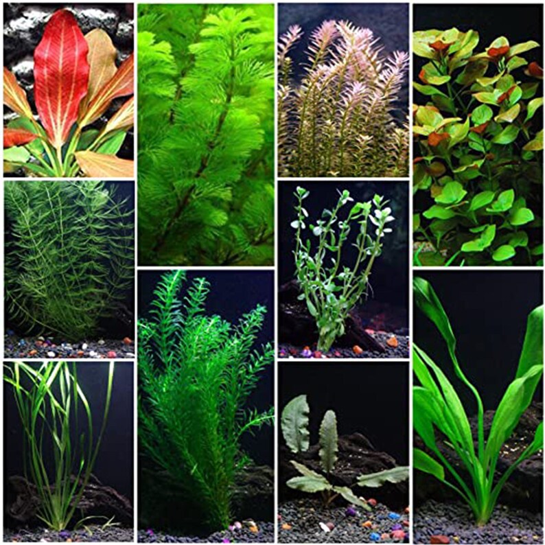 BEGINNER Live Aquarium Plant Premium Assorted Mixed Plant Etsy