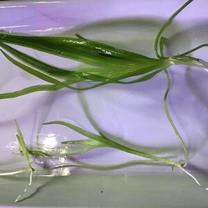 Helanthium Tenellum Echinodorus Pot Live Aquarium Plants Long Lasting & Easy to Care Plants Free Shipping BUY 2 GET 1 FREE image 8