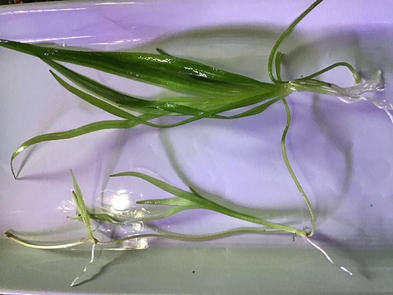Helanthium Tenellum Echinodorus Pot Live Aquarium Plants Long Lasting & Easy to Care Plants Free Shipping BUY 2 GET 1 FREE image 8