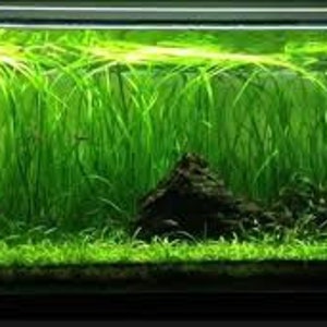 18 Jungle Vals Italian Val Vallisneria Live Aquarium Plants BUY 2 GET 1 FREE image 10