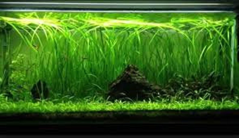 18 Jungle Vals Italian Val Vallisneria Live Aquarium Plants BUY 2 GET 1 FREE image 10