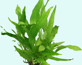 Java Fern Bare Root Medium | Fish And Aquatic Pets Friendly | BEGINNER | Live Aquarium Plants | Buy2 Get1 Free | Free Shipping