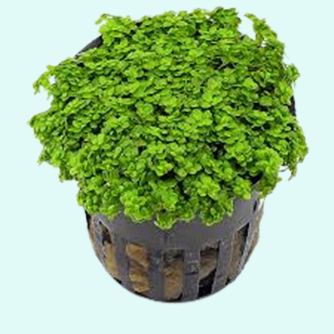 Giant Baby Tears [Micranthemum Umbrosum