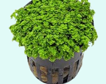 Dwarf Baby Tears Micranthemum Umbrosom Pot | Live Aquarium Plants | Easy to Maintain Plant | Free Shipping | BUY 2 GET 1 FREE