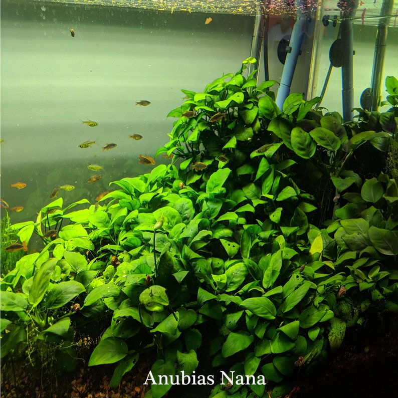 Anubias Barteri Nana Petite on Small Lava Rock Easy Live Etsy