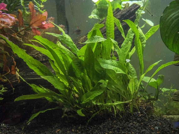 Buy2 Get1 Free Java Fern On Half Mat Live Aquarium Plant Etsy