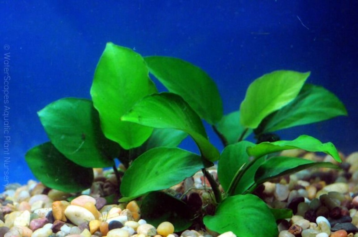 BEGINNER Live Aquarium Plant Anubias Barteri Bare Root Etsy