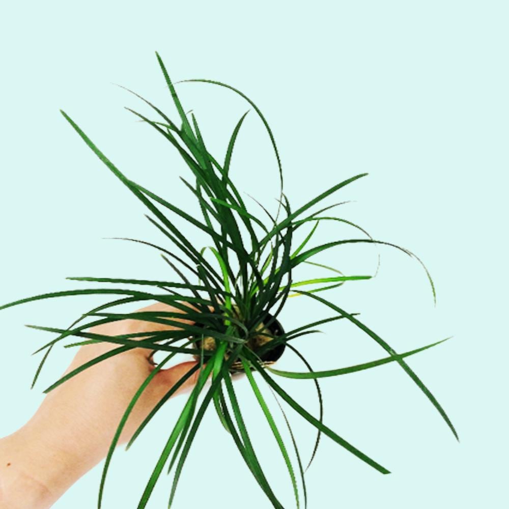 Mondo Grass (Ophiogon Japonica) | Live Aquarium Plants | BUY 2 GET 1 FREE | Easy Freshwater Aquatic Plant | Free Shipping