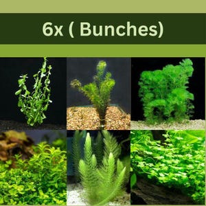 Low Light Aquarium Plant Bundle Collection for Beginners, Freshwater, Buy 2 Get 1 Free