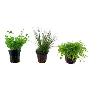 Aquarium Plant Bundle – (3 Pots) - BUY 2 GET 1 FREE