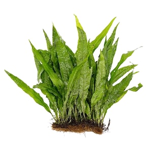 May include: A lush aquatic fern with long, slender, pointed green leaves radiating from a central base. The plant features a dense cluster of vibrant foliage with visible veins and a thick, fibrous brown root system at the bottom of the plant.