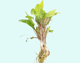 Cryptocoryne Wendtii Green Bare Root | BEGINNER | Live Aquarium Plants | Fresh Water Aquatic Plants | Buy2 Get1 Free | Free Shipping