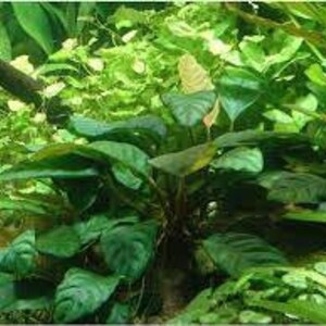 Anubias Barteri Caladiifolia Potted Live Aquarium Plants Fresh Water Plants For Aquarium Decor Free Shipping BUY 2 GET 1 FREE image 5