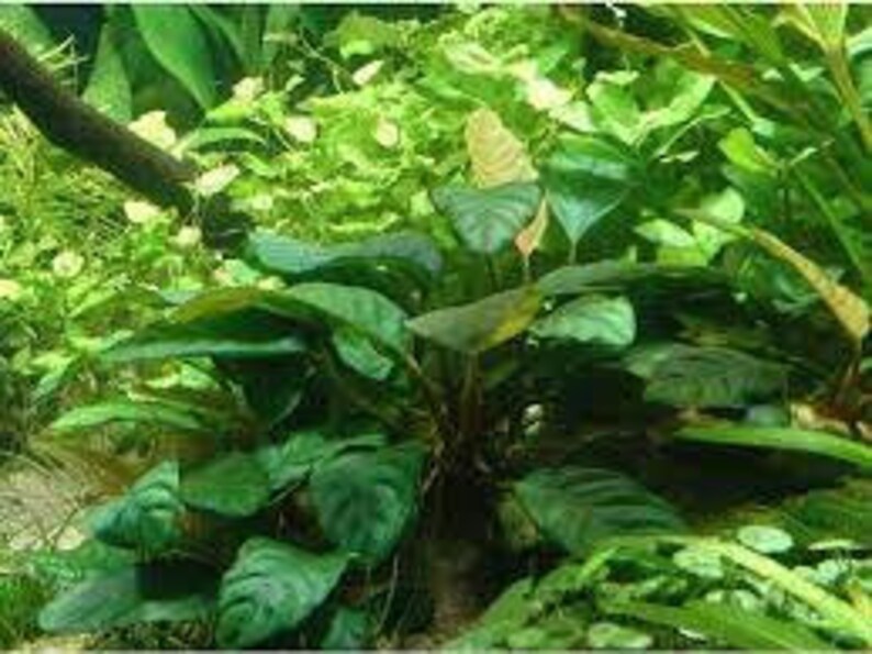 Anubias Barteri Caladiifolia Potted Live Aquarium Plants Fresh Water Plants For Aquarium Decor Free Shipping BUY 2 GET 1 FREE image 5