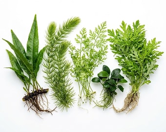 Live Aquarium Plants Bundle – Assorted Freshwater Plants | Live Freshwater Aquarium Plants | Free Shipping