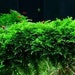 see more listings in the Live Moss Plants section