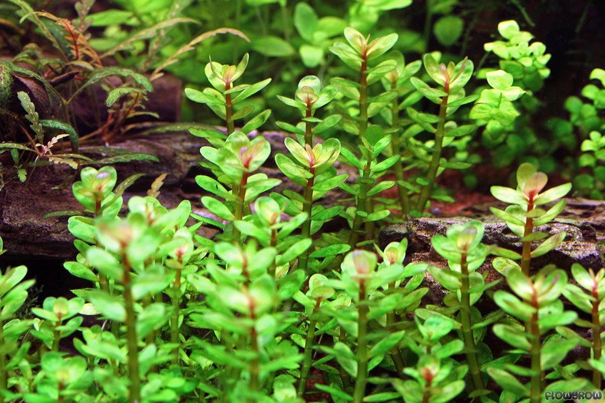 BEGINNER Live Aquarium Plant Rotala Indica Rotundifolia Etsy