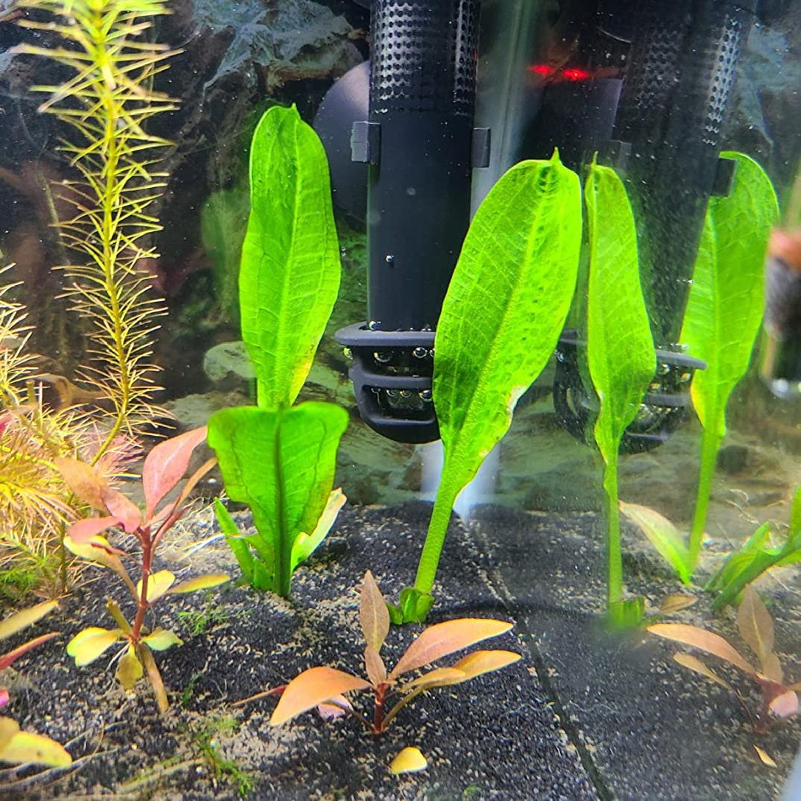 LIVE AQUARIUM PLANTS Rosette Sword Echinodorus Parviflorus Etsy
