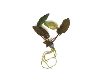 Cryptocoryne Wendtii Brown - Live Aquarium Plant | Fish-Friendly Decoration | Buy 2 Get 1 Free