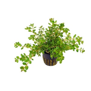 Rotala Rotundifolia Red – Live Aquarium Plant (2 Inch Pot) BUY 2 GET 1 FREE