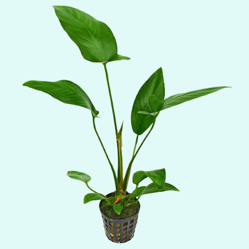 Anubias Hastifolia Bare Root Live Aquarium Plants Easy to Maintain and Long Lasting Aquatic Plants Free Shipping BUY 2 GET 1 FREE image 4