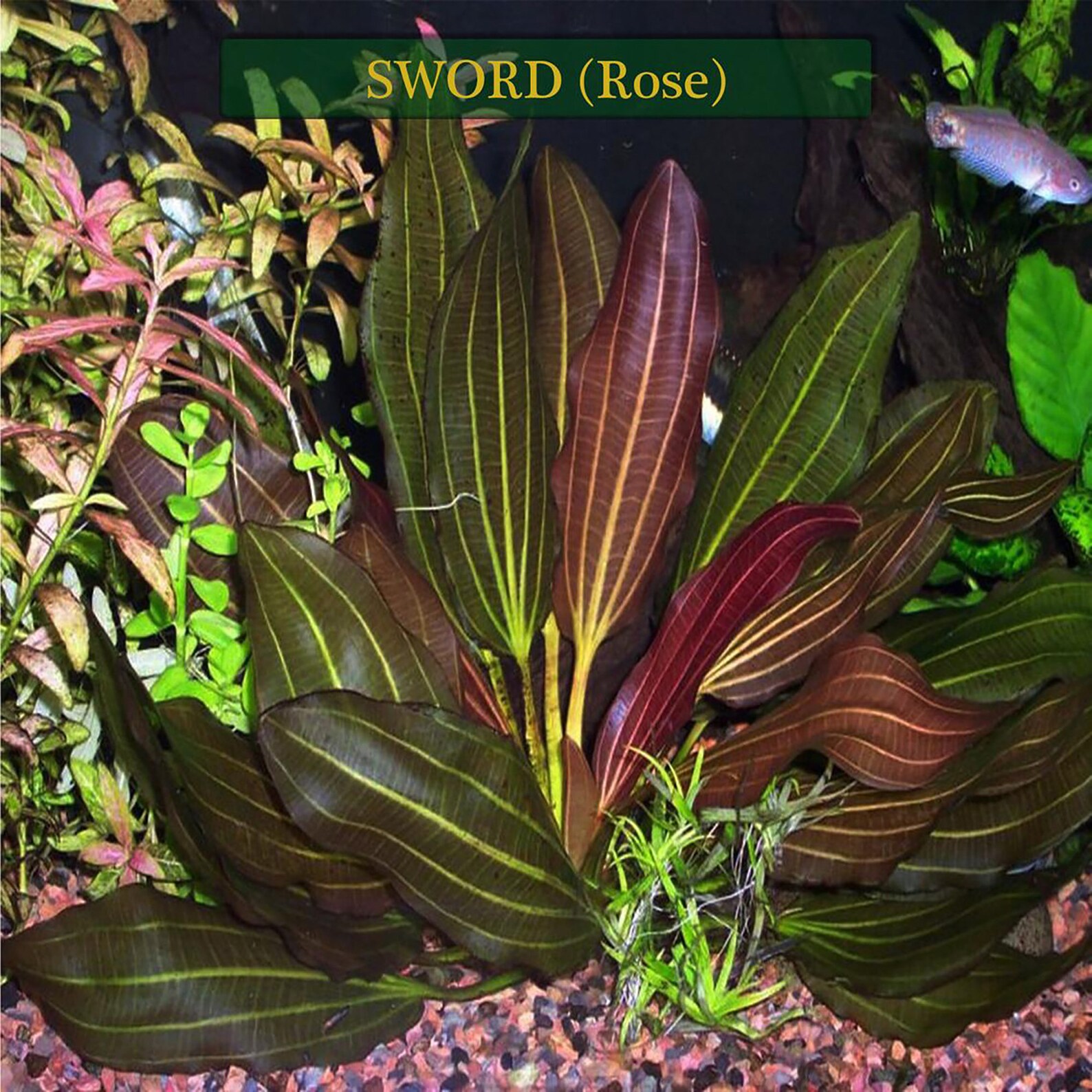 Easy AQUARIUM PLANTS Amazon Sword Echinodorus Red Rose Buy2 Etsy