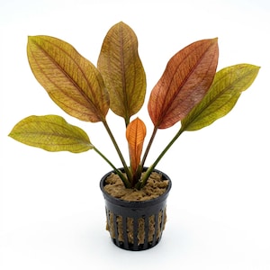 Indian Red Sword Plant: Easy Care Beginner Aquarium Plant - BUY 2 GET 1 FREE