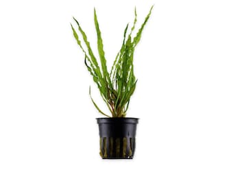 Cryptocoryne Balansae: Live Aquarium Plant for Beginners - BUY 2 GET 1 FREE