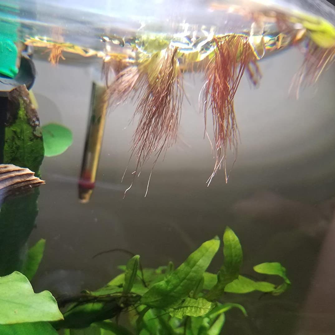 Easy AQUARIUM PLANTS Red Root Floater Phyllanthus Fluitans Etsy