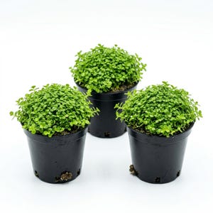 Monte Carlo Micranthemum Live Aquarium Plants | BUY 2 GET 1 FREE | Carpet Aquascape image 6